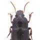 Carabes de Suisse  - Harpalus flavicornis flavicornis