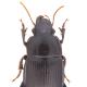 Carabes de Suisse  - Harpalus froelichii