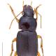 Carabes de Suisse  - Harpalus griseus