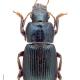 Carabes de Suisse  - Harpalus honestus