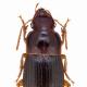 Carabes de Suisse  - Harpalus latus