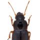 Carabes de Suisse  - Harpalus luteicornis