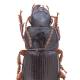 Carabes de Suisse  - Harpalus marginellus