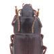 Carabes de Suisse  - Harpalus politus politus