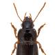 Carabes de Suisse  - Harpalus progrediens