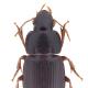Carabes de Suisse  - Harpalus pumilus