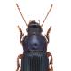 Carabes de Suisse  - Harpalus rubripes