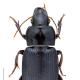 Carabes de Suisse  - Harpalus rufipalpis rufipalpis