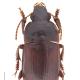 Carabes de Suisse  - Harpalus servus
