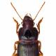 Carabes de Suisse  - Harpalus smaragdinus