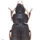 Carabes de Suisse  - Harpalus solitaris