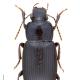 Carabes de Suisse  - Harpalus tenebrosus tenebrosus