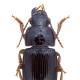 Carabes de Suisse  - Harpalus xanthopus winkleri