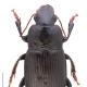 Carabes de Suisse  - Harpalus zabroides