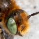 Les abeilles sauvages de Suisse  - Hoplitis ravouxi
