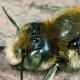 Les abeilles sauvages de Suisse  - Hoplitis adunca