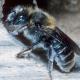 Les abeilles sauvages de Suisse  - Hoplitis anthocopoides