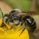 Les abeilles sauvages de Suisse  - Hoplitis claviventris