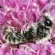 Les abeilles sauvages de Suisse  - Hoplitis dalmatica