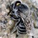 Les abeilles sauvages de Suisse  - Hoplitis lepeletieri