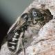 Les abeilles sauvages de Suisse  - Hoplitis leucomelana