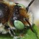 Les abeilles sauvages de Suisse  - Hoplitis loti