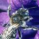 Les abeilles sauvages de Suisse  - Hoplitis mitis