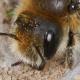 Les abeilles sauvages de Suisse  - Hoplitis villosa