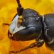 Les abeilles sauvages de Suisse  - Hylaeus brevicornis