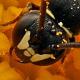 Les abeilles sauvages de Suisse  - Hylaeus clypearis