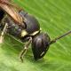 Les abeilles sauvages de Suisse  - Hylaeus confusus