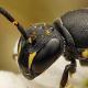 Les abeilles sauvages de Suisse  - Hylaeus difformis