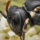 Les abeilles sauvages de Suisse  - Hylaeus dilatatus