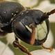 Les abeilles sauvages de Suisse  - Hylaeus gredleri