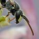 Les abeilles sauvages de Suisse  - Hylaeus hyalinatus