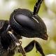 Les abeilles sauvages de Suisse  - Hylaeus kahri