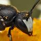 Les abeilles sauvages de Suisse  - Hylaeus nigritus