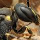 Les abeilles sauvages de Suisse  - Hylaeus pectoralis