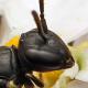 Les abeilles sauvages de Suisse  - Hylaeus pfankuchi