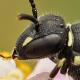 Les abeilles sauvages de Suisse  - Hylaeus punctatus
