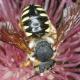 Les abeilles sauvages de Suisse  - Icteranthidium laterale