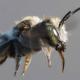 Les abeilles sauvages de Suisse  - Megachile flabellipes