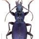 Carabes de Suisse  - Laemostenus janthinus janthinus