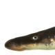 Poissons de Suisse Lamproie de rivière ou fluviatile  - Lampetra fluviatilis 