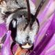 Les abeilles sauvages de Suisse Lasioglosse ceinture-blanche - Lasioglossum albocinctum