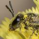 Les abeilles sauvages de Suisse Lasioglosse antennes-courtes - Lasioglossum brevicorne