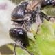 Les abeilles sauvages de Suisse Lasioglosse de la Digitale - Lasioglossum buccale