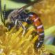 Les abeilles sauvages de Suisse Lasioglosse commun - Lasioglossum calceatum