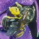 Les abeilles sauvages de Suisse Lasioglosse de la Sauge - Lasioglossum convexiusculum
