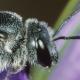 Les abeilles sauvages de Suisse Lasioglosse de la Campanule - Lasioglossum costulatum